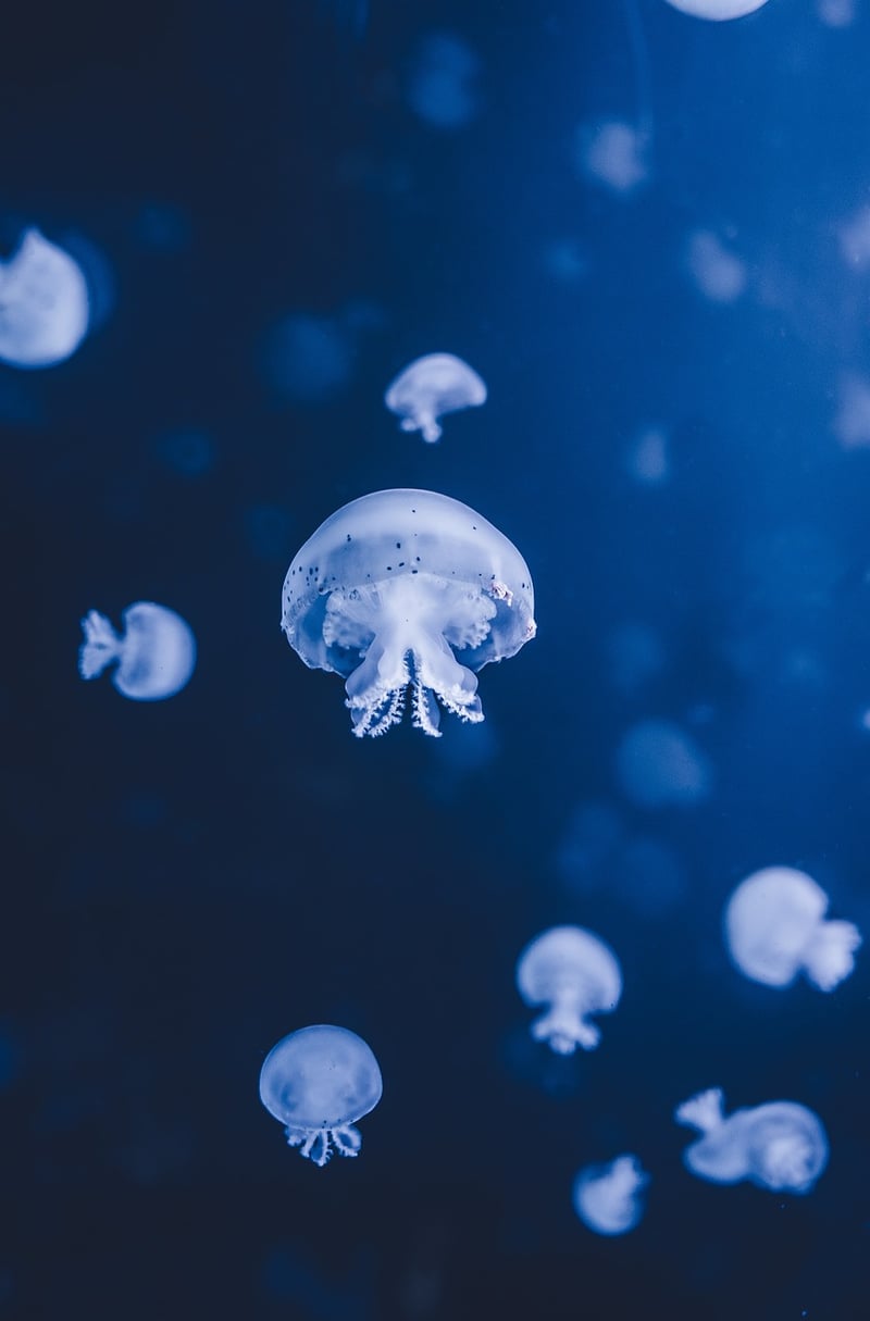 Underwater Mermaid Adventure
